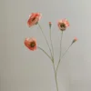 Rose corail