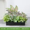hc-Y60-12 es adecuado para jardineras de 60 cm.