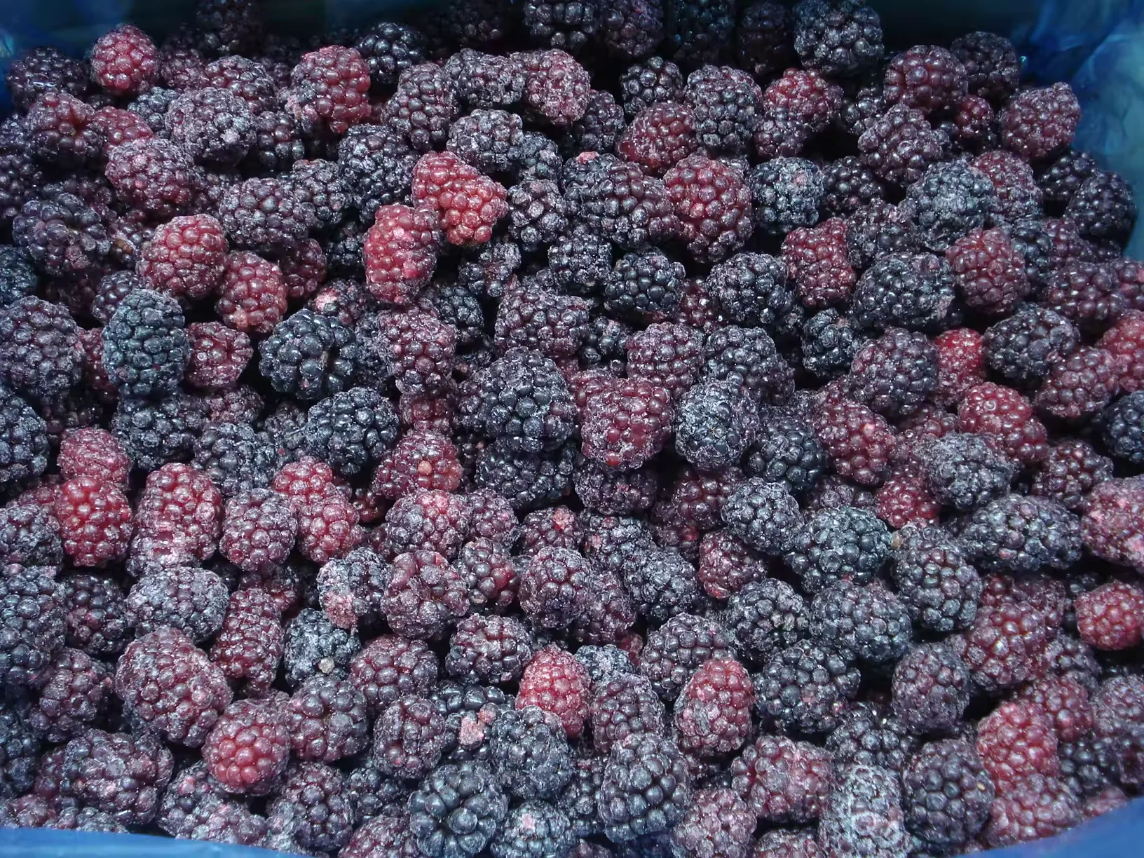Wholesale Price Bulk 10kg Frozen Blackberries IQF Frozen Blackberry Fruits