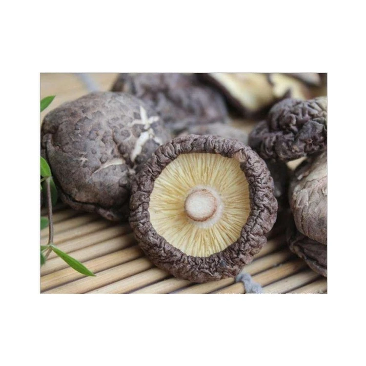 Traditional Crafts Wild Good Taste Brown Color Dried Shiitake Mushrooms 1kg Price For Daily Eating Food