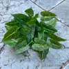 Green-heart swan arum