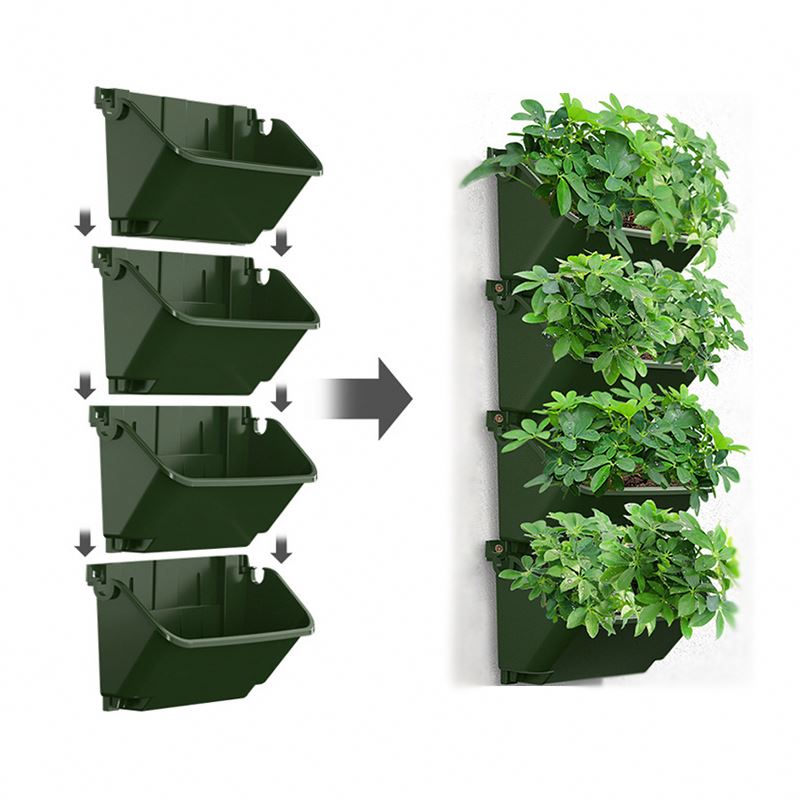 indoor plants that vine Maidenhair Creeping Vine Plant