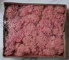 H-03 Pink orange