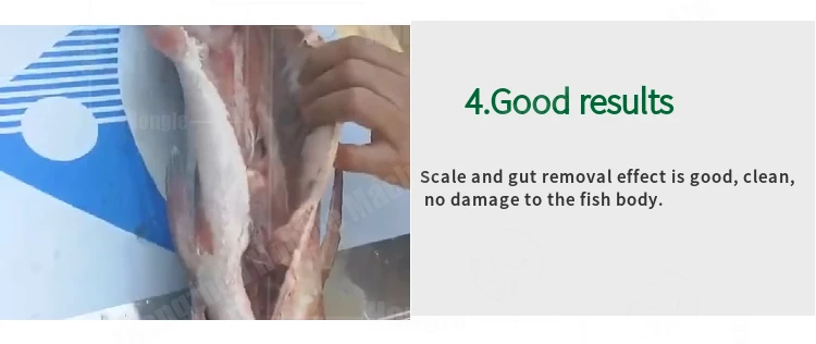 Durable Fish Scaling and Gutting Killing Machine  Fish Viscera Removal Scaler Guts Removing Gutting Descaling Machine manufacture
