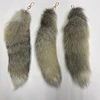 coyote