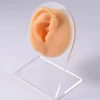 Piel de la oreja derecha