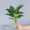 25cm