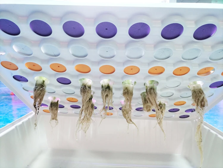 In Stock  Hydroponic Cloner Aeroponic Tray Commercial Hydroponic Cloning Machines 80 Site Grow Tray System