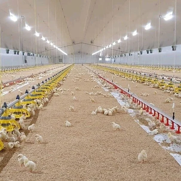 Poultry Automatic Feeding System for Broiler Farm Poultry Farming Equipment /Broiler Pan Feeder/poultry Feeding Line System