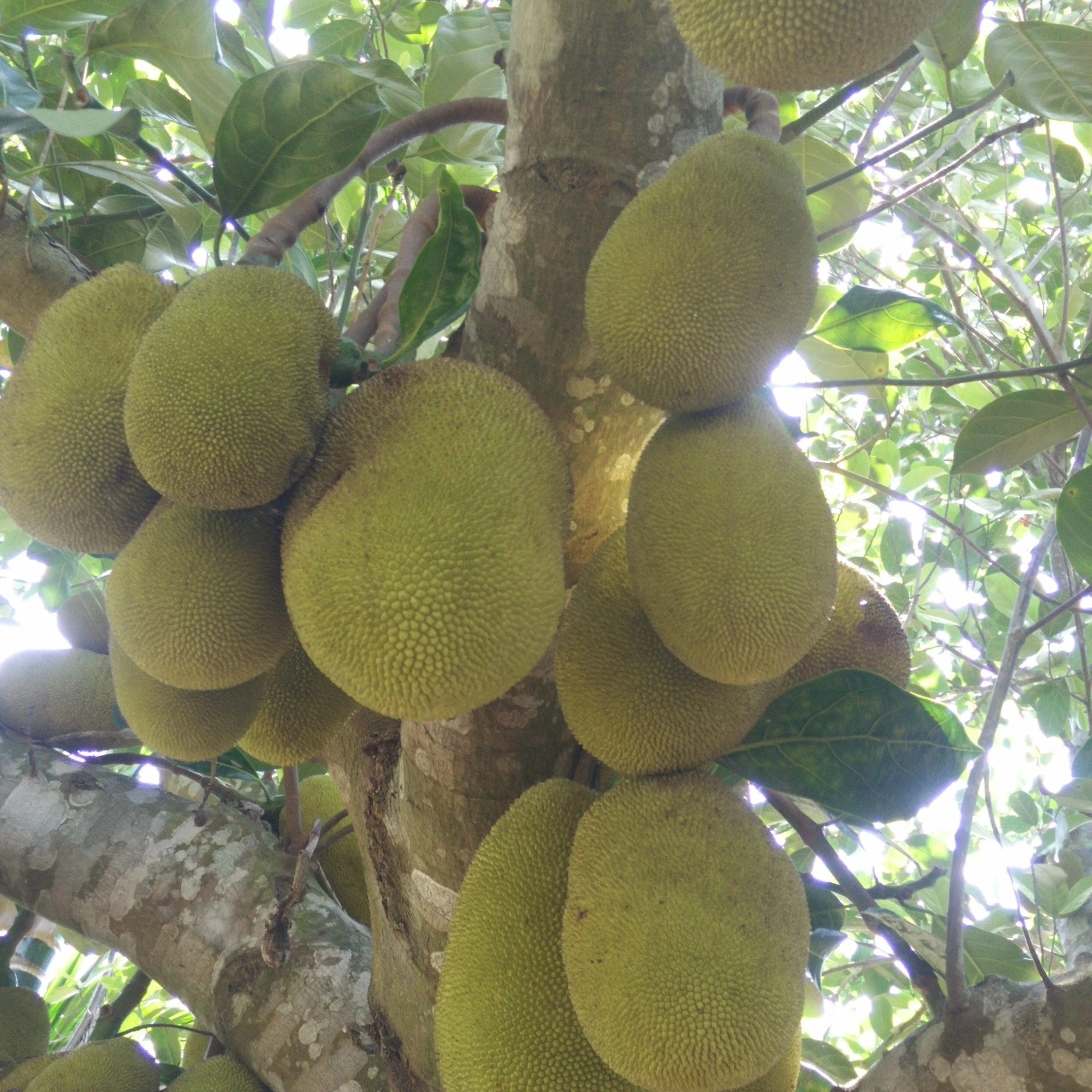 Daqiao Industrial Intelligent Jackfruit Peeling Machine Commercial Jackfruit Processing Line