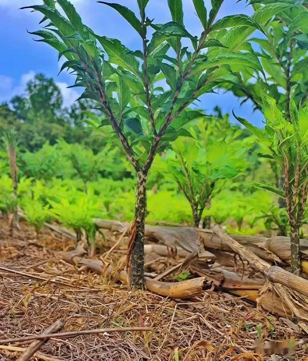 В оригинальной среде не добавляется отбеливатель сухие коньячные чипсы высокого
