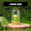Lemon jade