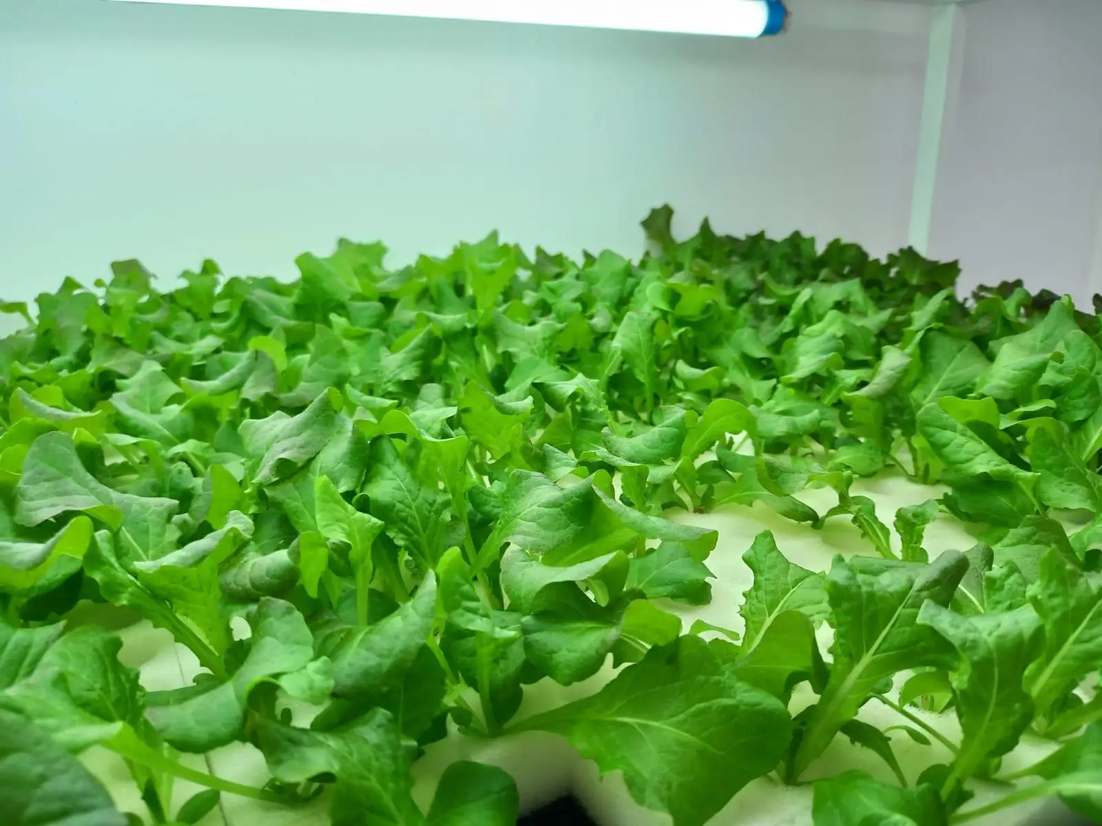 Hydroponic Aeroponic Growing Media Seeding Sponge Cube Germination Foam ...