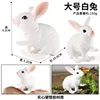 M-679 large white rabbit