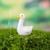 3-Pequeño cisne