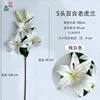Orquídea lirio tigre de 5 cabezas, blanco puro.