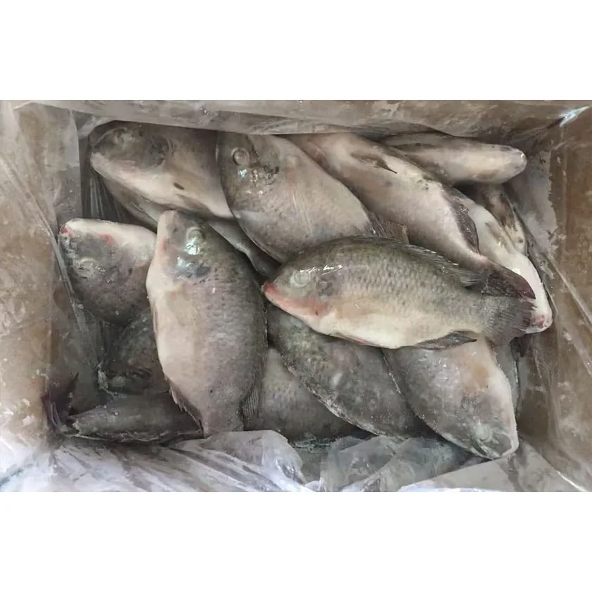 Frozen Fish Tilapia Custom Packing 10kg 10lbs Per Carton Iwp Ivp Iqf Frozen Tilapia Fish Frozen Black Tilapia Fish