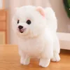 Pomerania blanca
