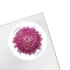 Chrysanthème rouge 2020500374-F4-55-20JH