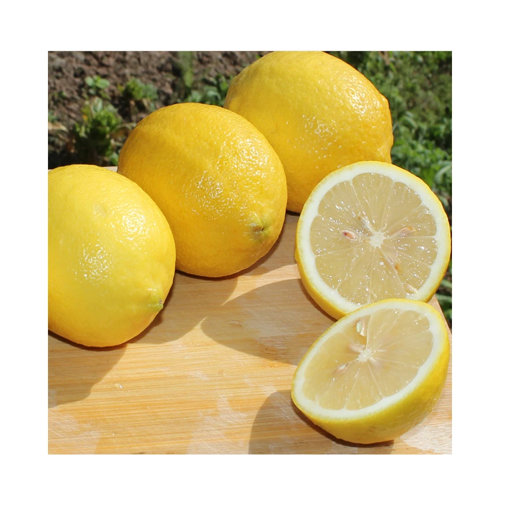 Agrumes Frais Citron Jaune Et Vert Citron Vert Eureka Citron Frais Jaune Buy Citron Eureka Jaune Citron Jaune Citron Frais Eureka Product On Alibaba Com