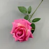 Rose à grandes cornes - Rose foncé