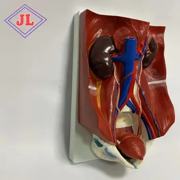 Urinary System Model for teaching