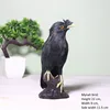 Uccello Mynah nero