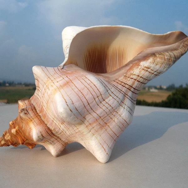 Natural Winding Conch Shells  Shooting Props Fish Tank Aquarium  Exquisite Red Turban Snail Shells   Crimson Spiral Shell