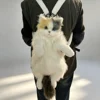 Calico cat