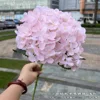 Hortensia#7