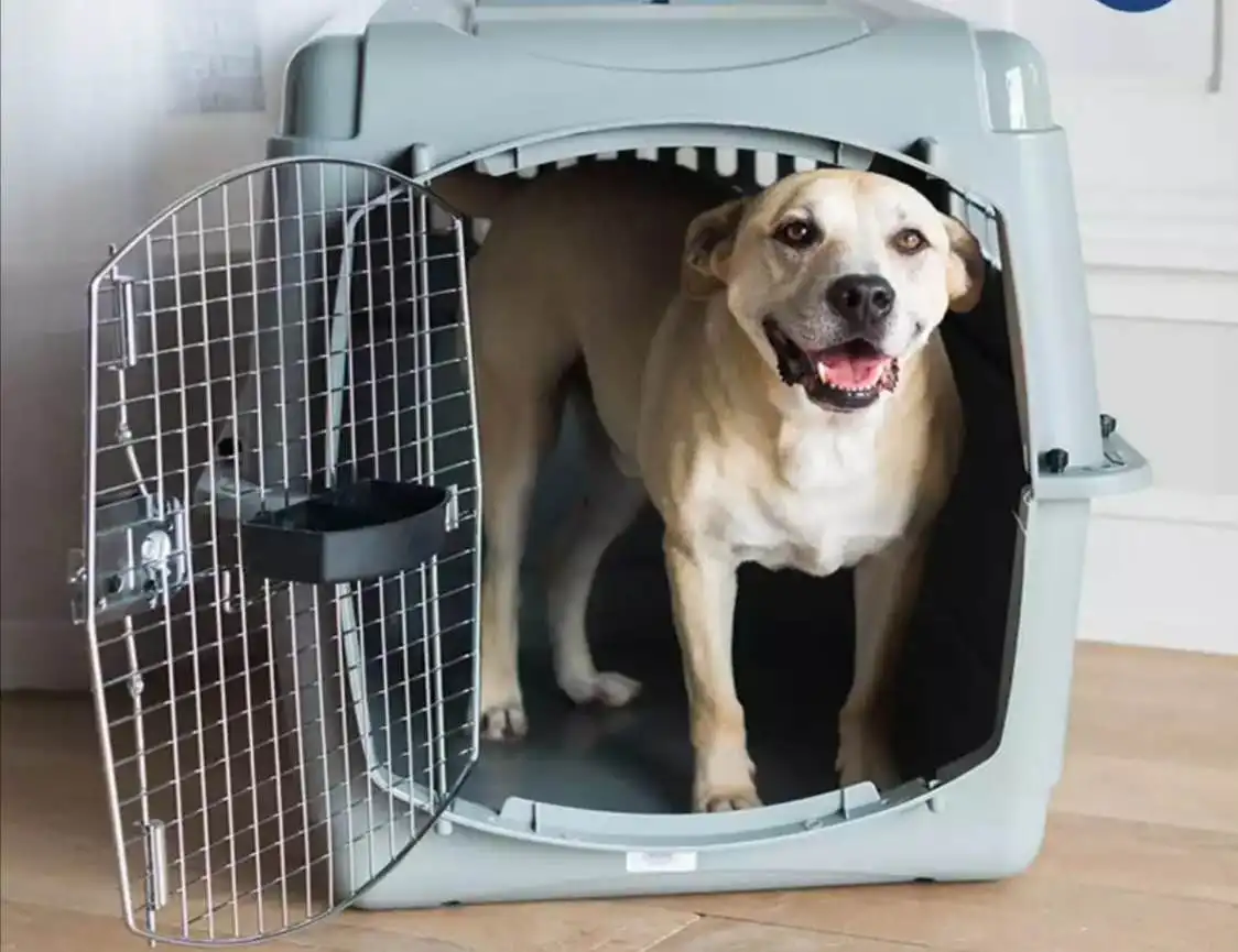 clear dog crate