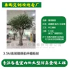 3.5m tall fiberglass multi-trunk olive tree (deposit link)