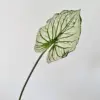 Green-striped white