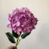 rosa morado