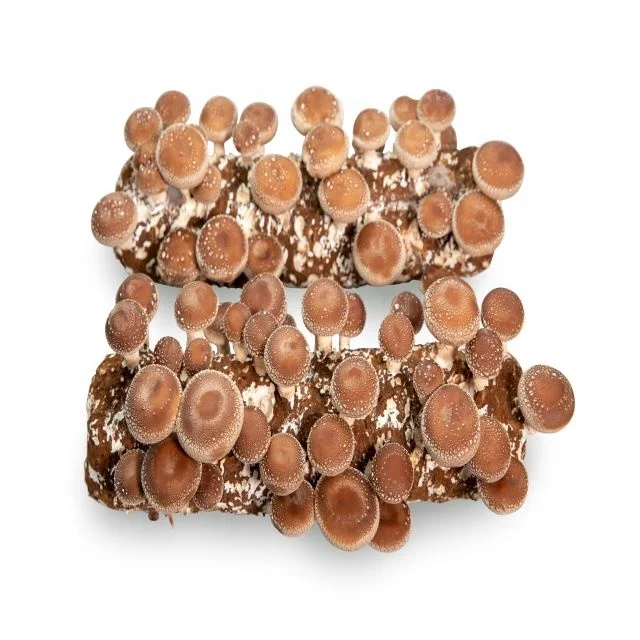 Набор для выращивания органических грибов shiitake