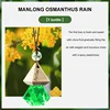 Osmanthus