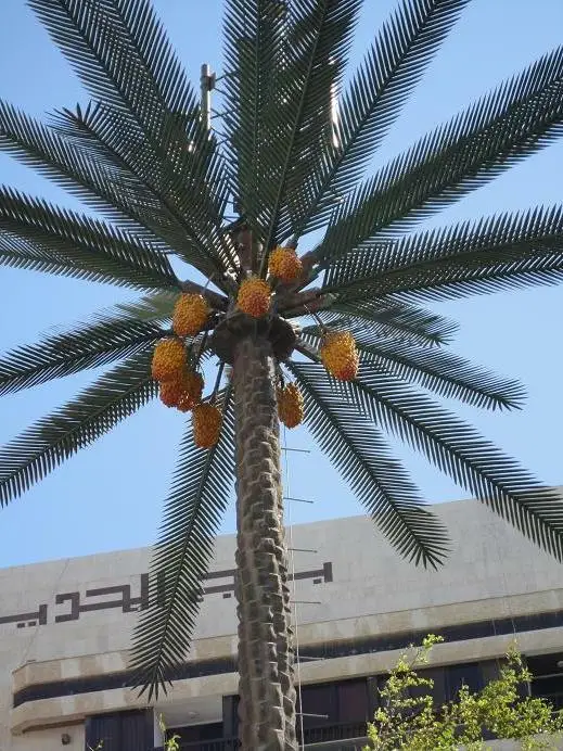30m Date Palm Tree Monopole for Etisalat UAE