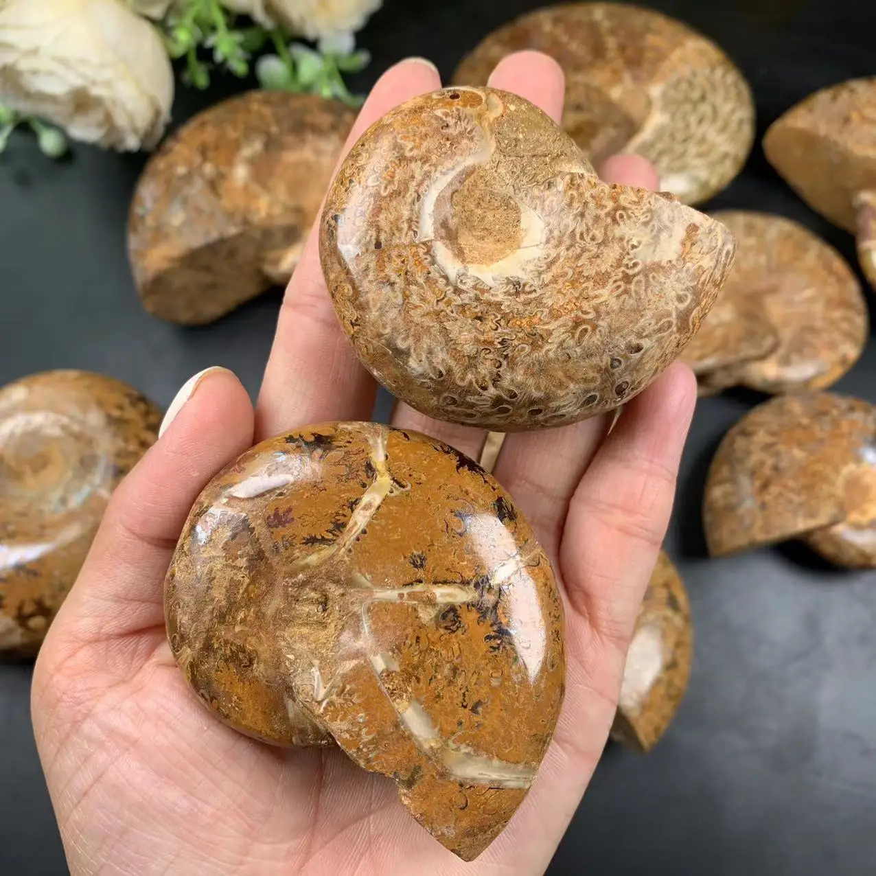 マダガスカル産 アンモナイト 化石 研磨済み 約254.5g 標本 天然石 卸売価格 天然マダガスカル産化石 研磨済みアンモナイト化石 販売中