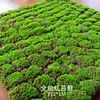 1m x 1m fully covered with red moss