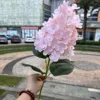 Hortensia#6