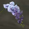 Viola maculato
