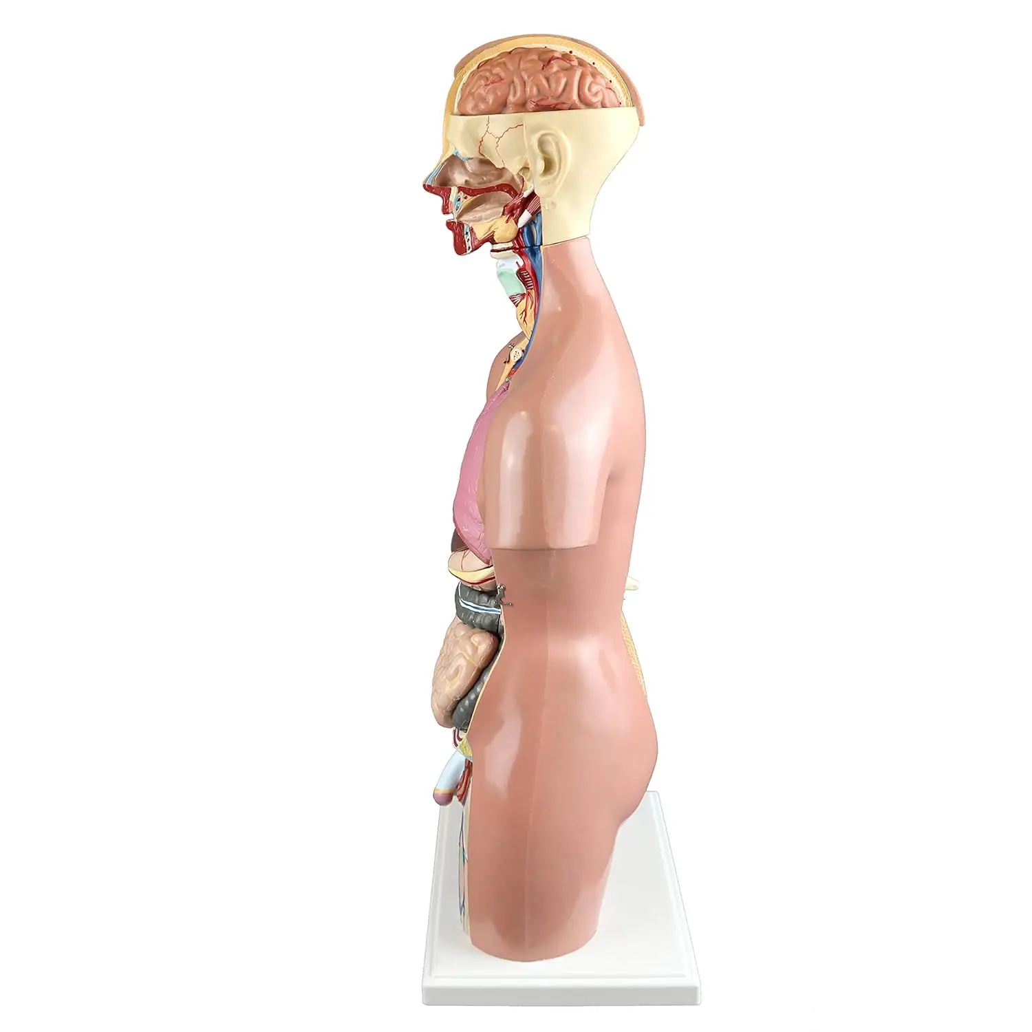 High Simulation Accurate Medical Grade 55cm 23-Part Dual-Sex Human Amphoteric Torso Medical Science Hermaphroditic Trunk Model