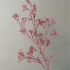 Pegamento rojo hierba estrella