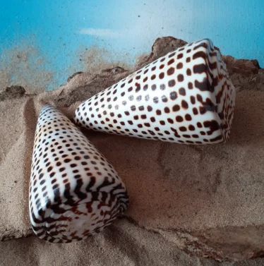 2024HIGH QUALITY PRODUCT to DECORATE/ LEOPARD CONE SHELL FROM VIETNAM/ GOOD PRICE and LARGE  QUANTITY for WHOLESALE