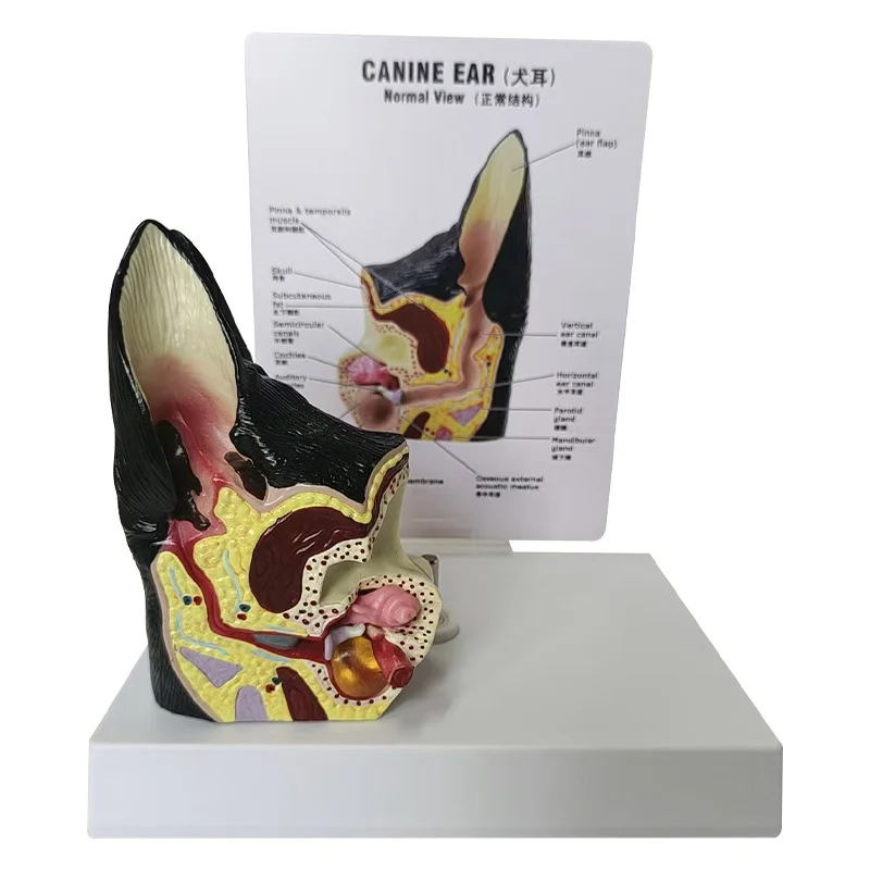 Teaching Resource Dog Ear Anatomy Model Canine Pet Hospital Teaching ...