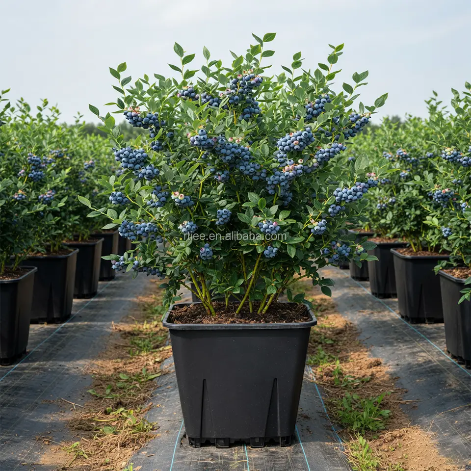 UV-stabilized 25L square nursery pot with pyramid drainage design preventing root circling in blueberry plants