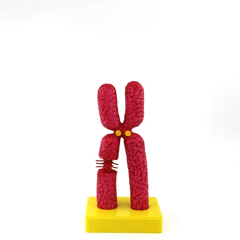Human Chromosome Model