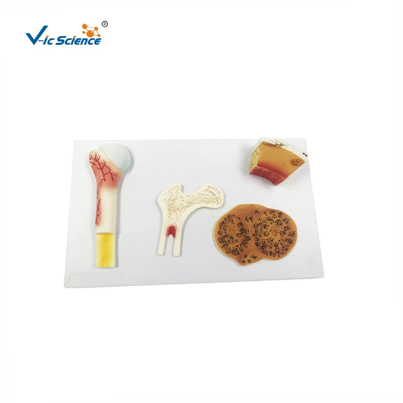 medical anatomical bones structure human bone anatomy model| Alibaba.com