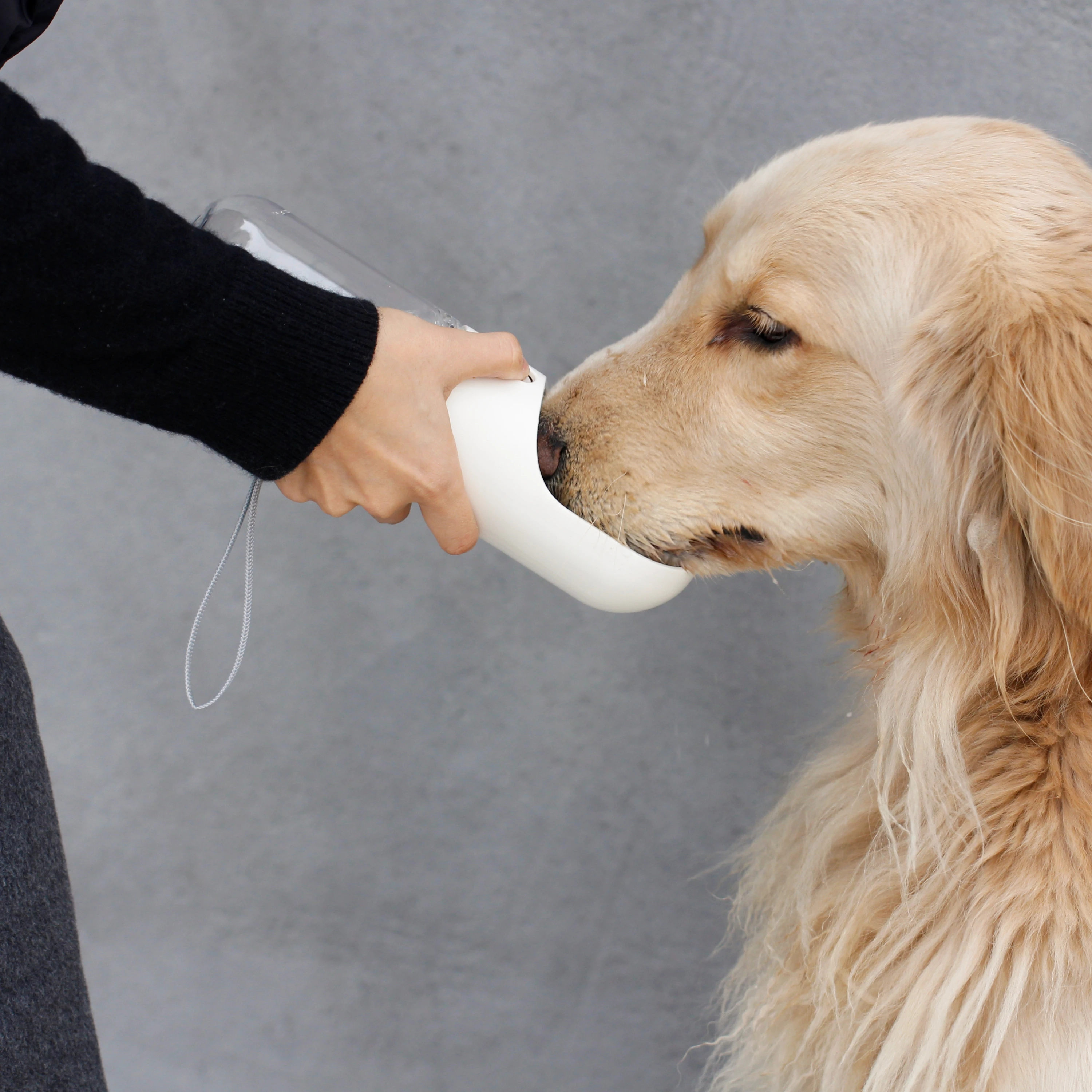 dog drinking dispenser