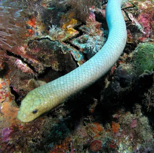 10.0 UVB лампы Т8 люминесцентные рептилия